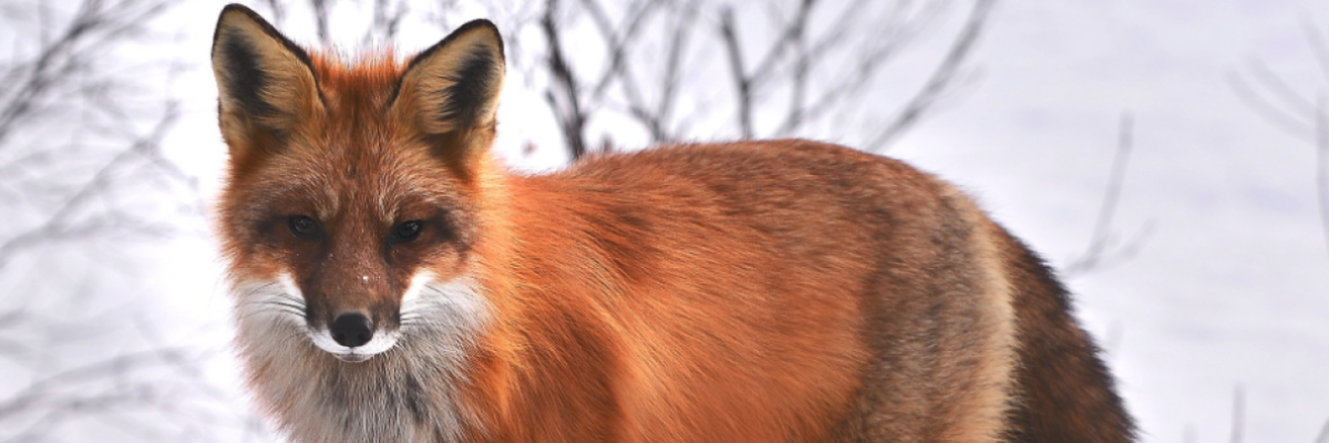 fox portrait