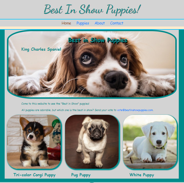 Best in Show Puppies